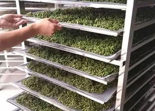 如何选择使用大小型花椒烘干机